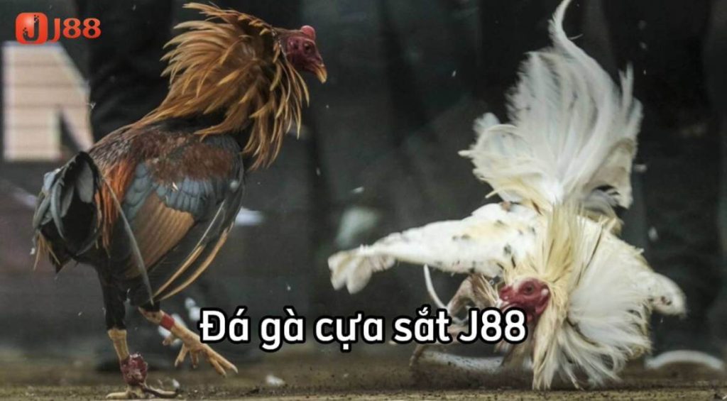 Đá Gà Cựa Sắt j88