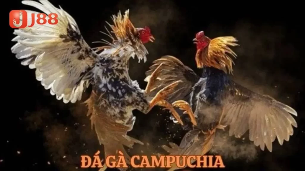 Tổng quan về đá gà Campuchia tại J88