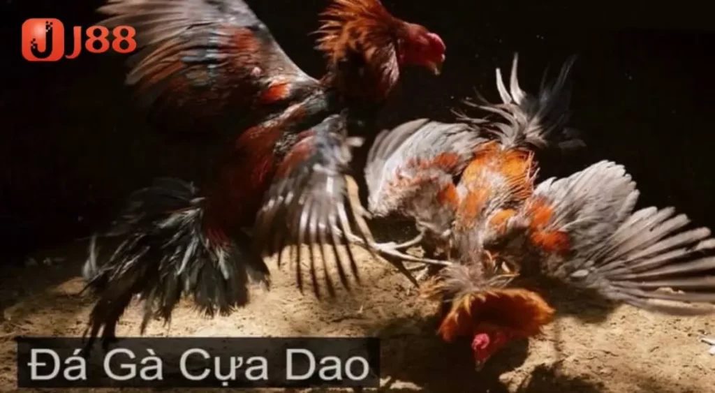 Tổng quan về đá gà cựa dao tại J88